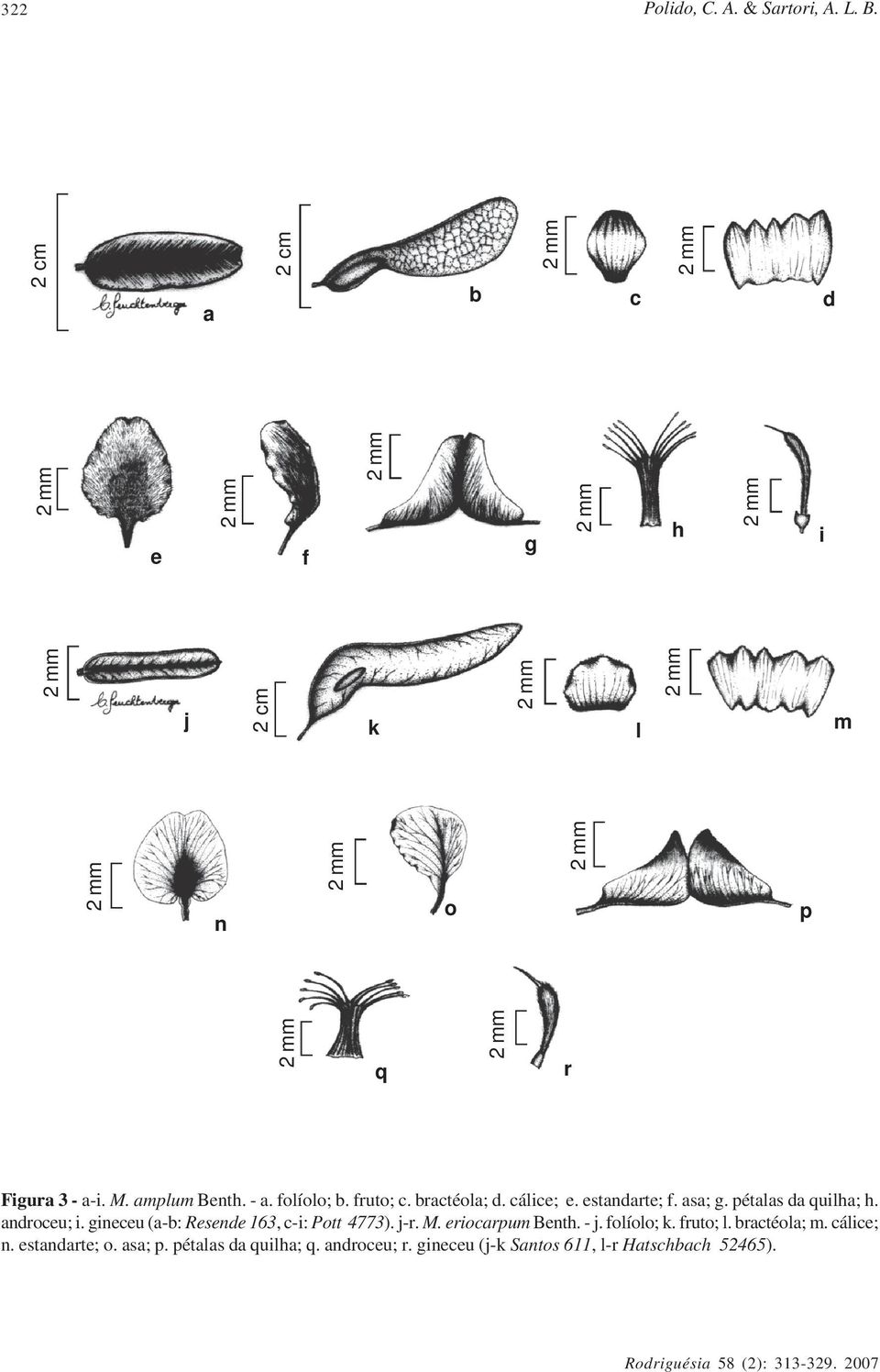 gineceu (a-b: Resende 163, c-i: Pott 4773). j-r. M. eriocarpum Benth. - j. folíolo; k. fruto; l. bractéola; m.