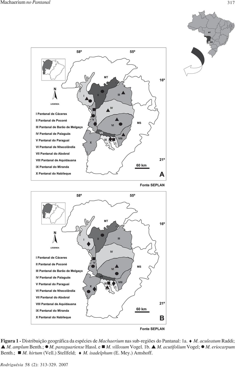 amplum Benth.; M. paraguariense Hassl. e M. villosum Vogel. 1b. M. acutifolium Vogel; M.