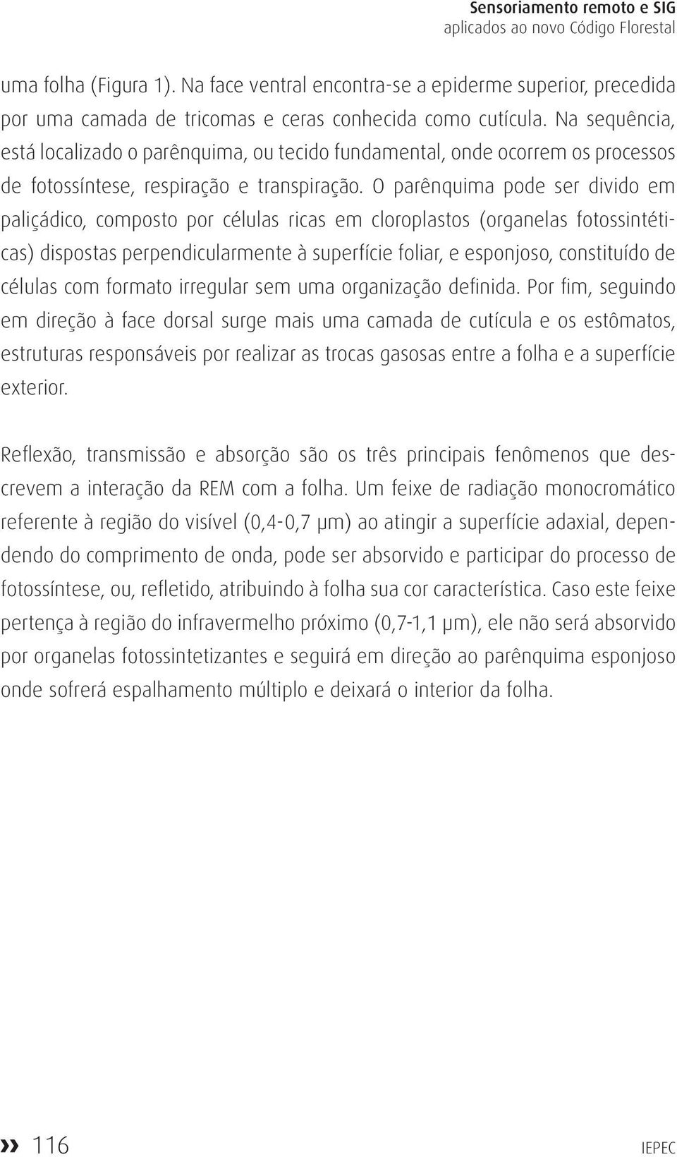 Na sequência, está localizado o parênquima, ou tecido fundamental, onde ocorrem os processos de fotossíntese, respiração e transpiração.