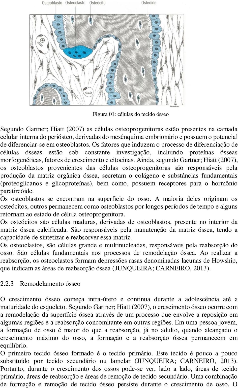 Os fatores que induzem o processo de diferenciação de células ósseas estão sob constante investigação, incluindo proteínas ósseas morfogenéticas, fatores de crescimento e citocinas.