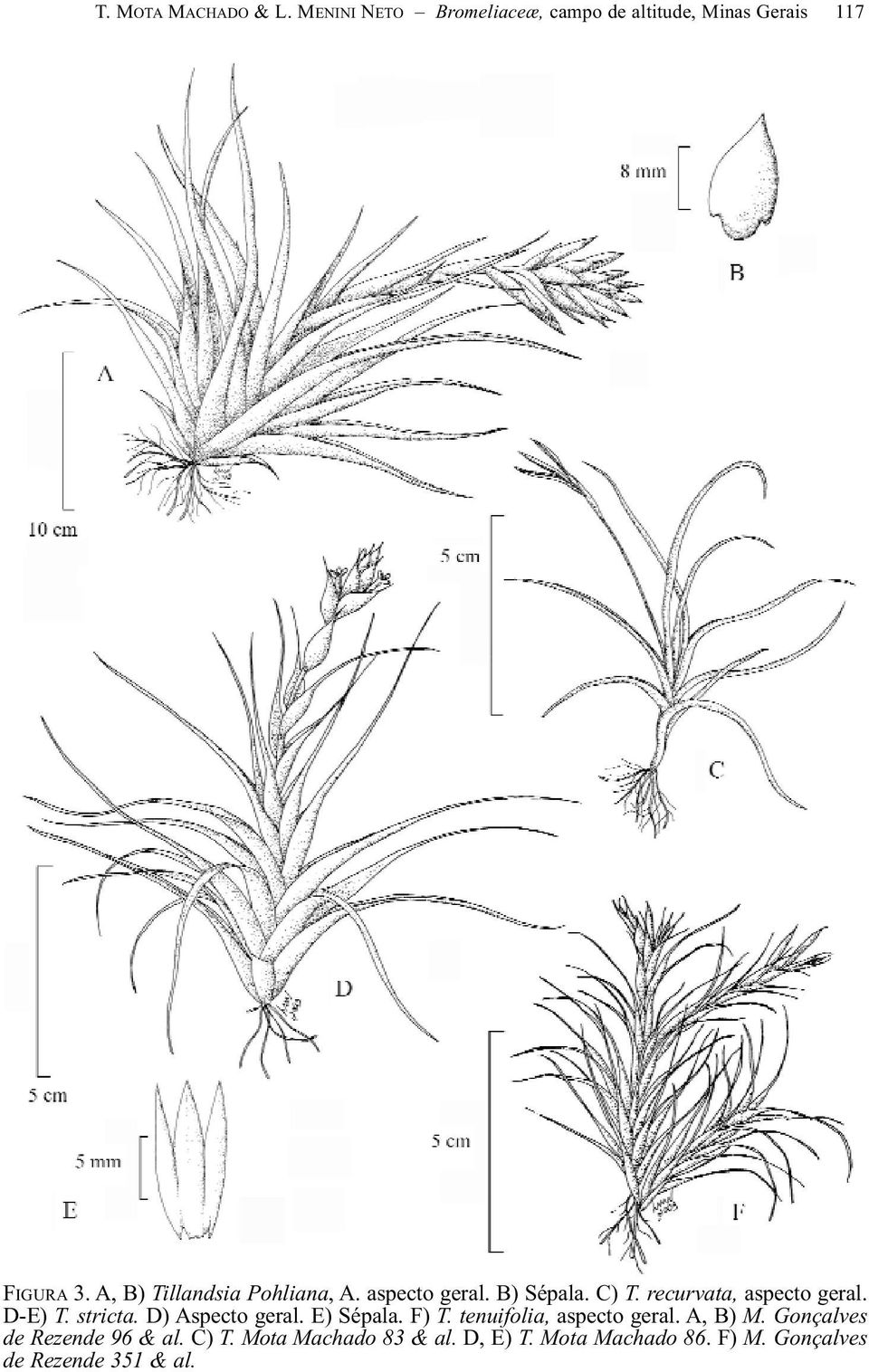 stricta. D) Aspecto geral. E) Sépala. F) T. tenuifolia, aspecto geral. A, B) M.