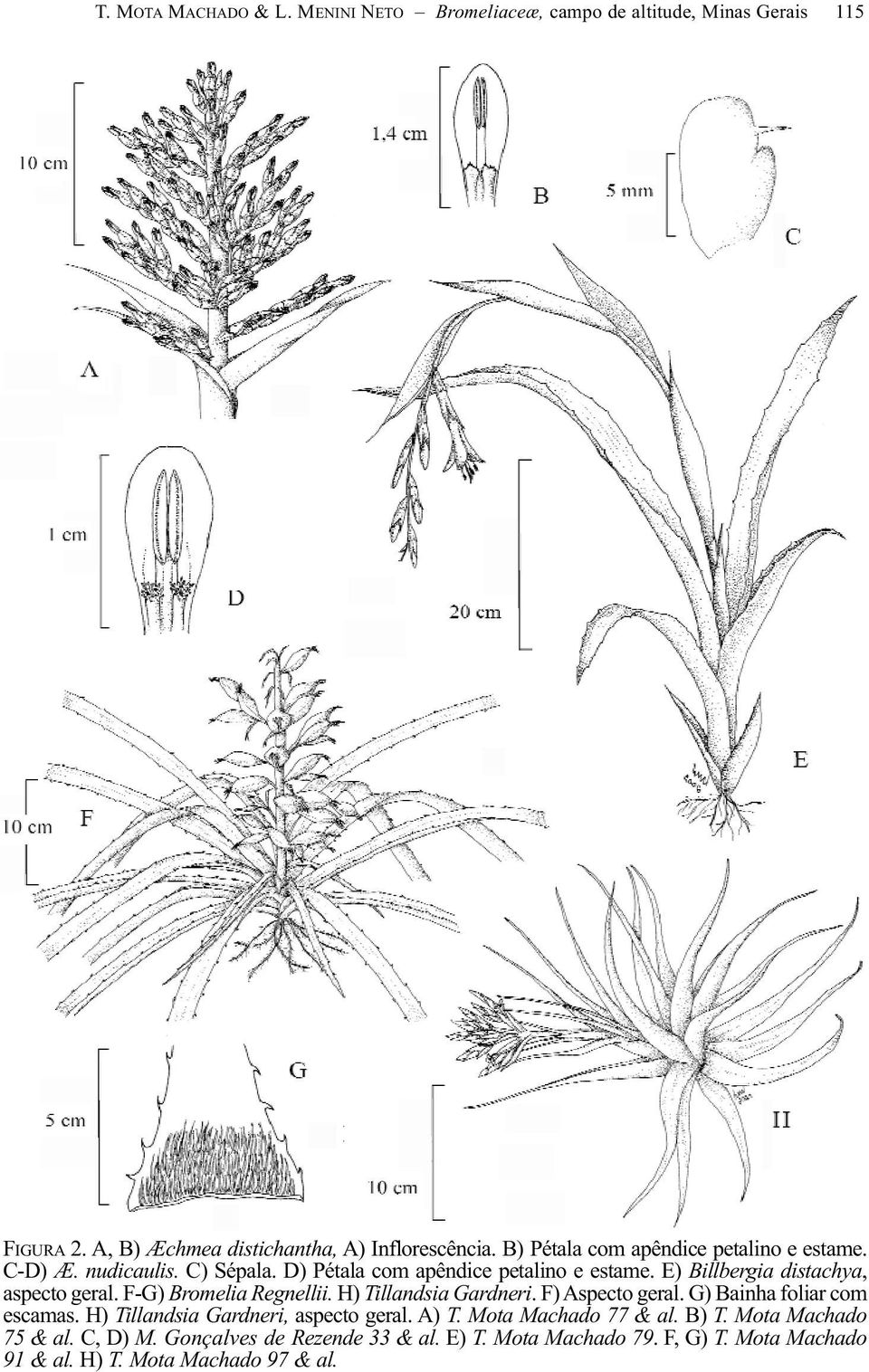 E) Billbergia distachya, aspecto geral. F-G) Bromelia Regnellii. H) Tillandsia Gardneri. F) Aspecto geral. G) Bainha foliar com escamas.