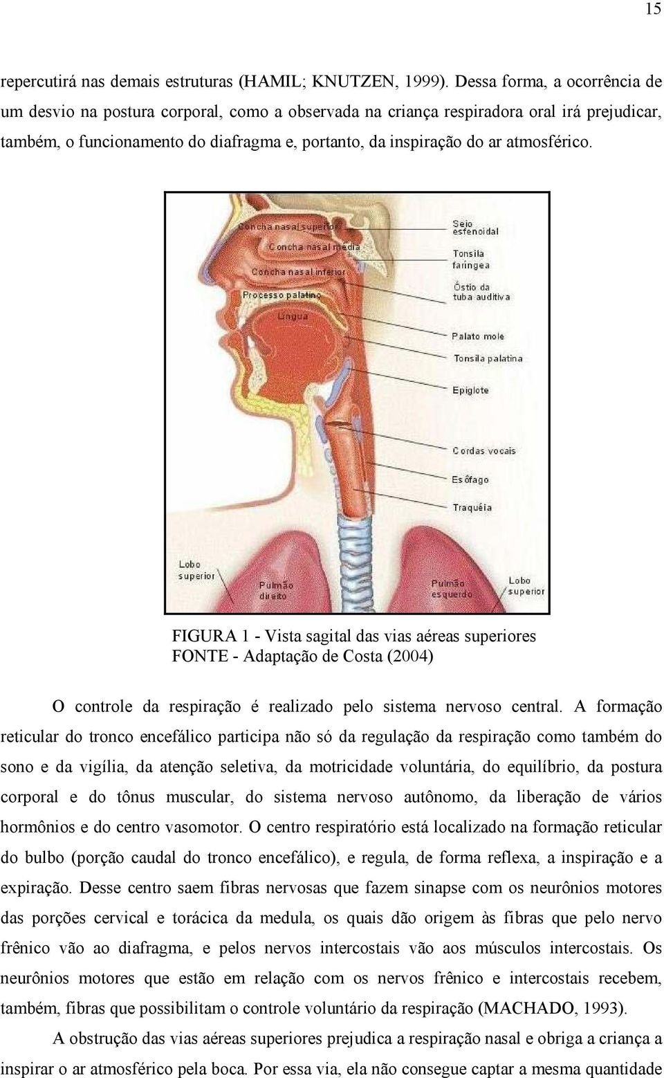 atmosférico. FIGURA 1 - Vista sagital das vias aéreas superiores FONTE - Adaptação de Costa (2004) O controle da respiração é realizado pelo sistema nervoso central.