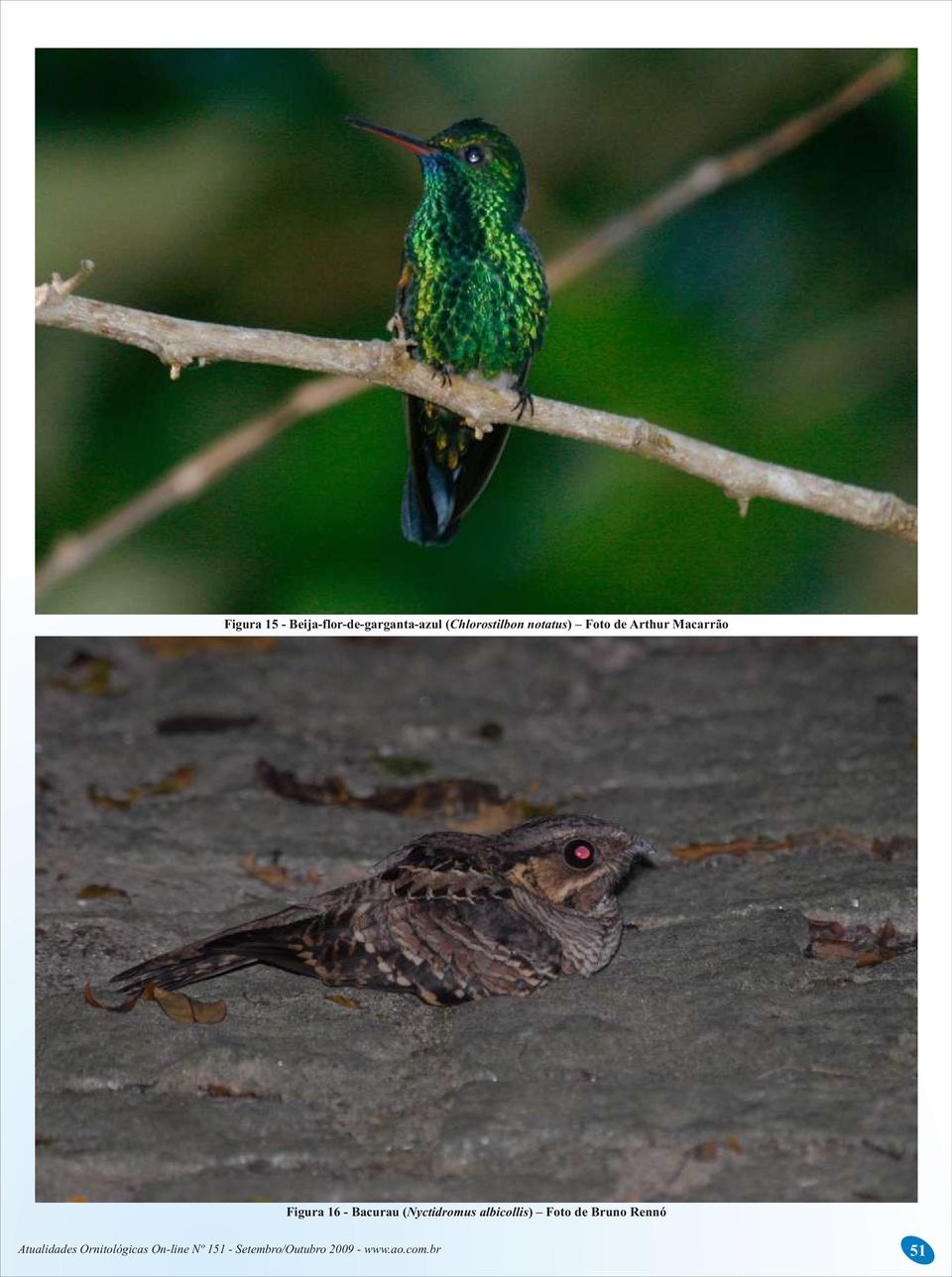 (Chlorostilbon notatus) Foto de Arthur