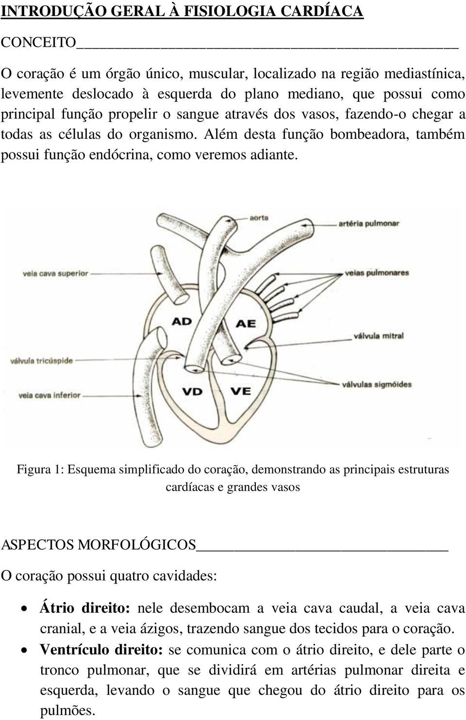 Figura 1: Esquema simplificado do coração, demonstrando as principais estruturas cardíacas e grandes vasos ASPECTOS MORFOLÓGICOS O coração possui quatro cavidades: Átrio direito: nele desembocam a