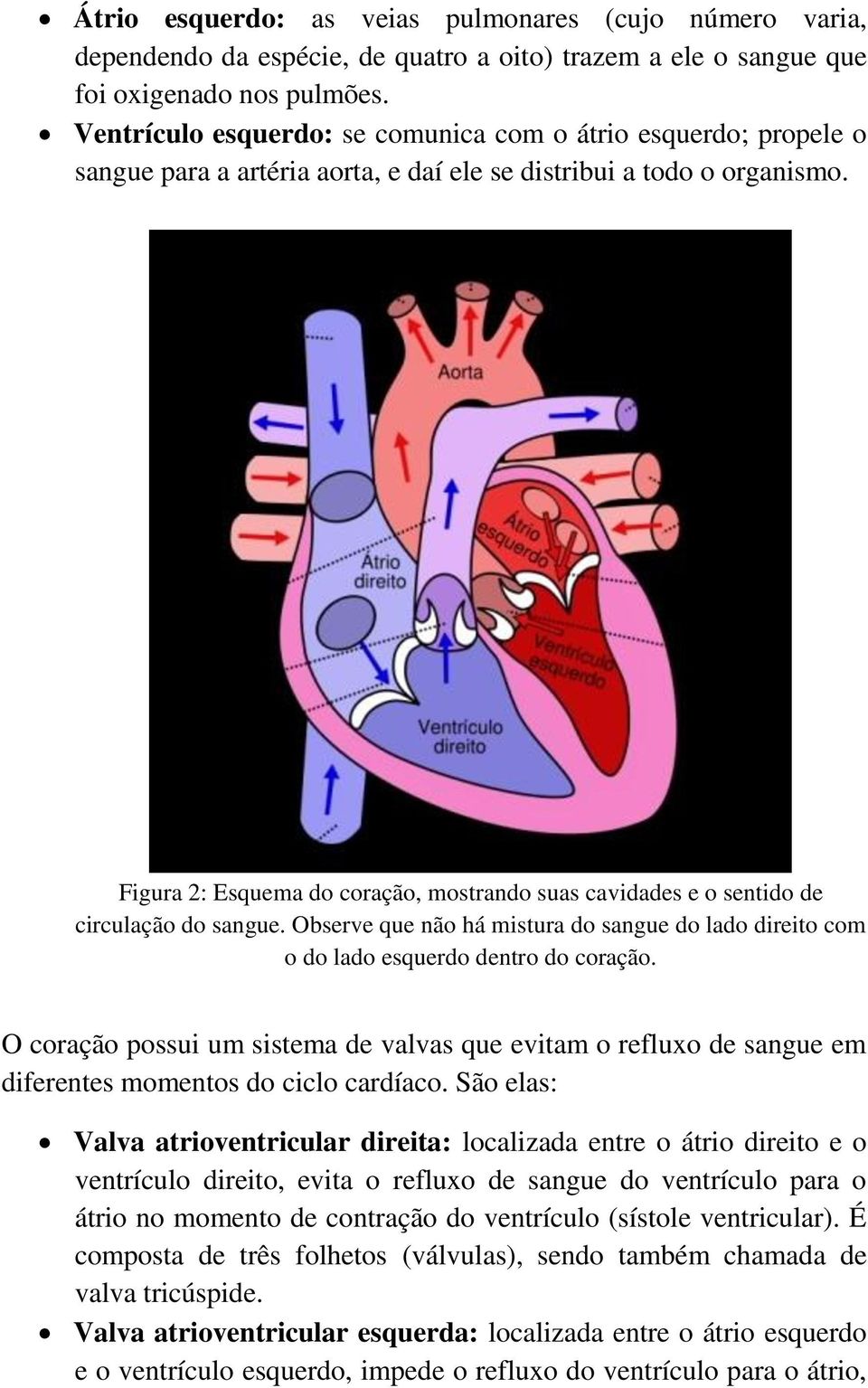 Figura 2: Esquema do coração, mostrando suas cavidades e o sentido de circulação do sangue. Observe que não há mistura do sangue do lado direito com o do lado esquerdo dentro do coração.