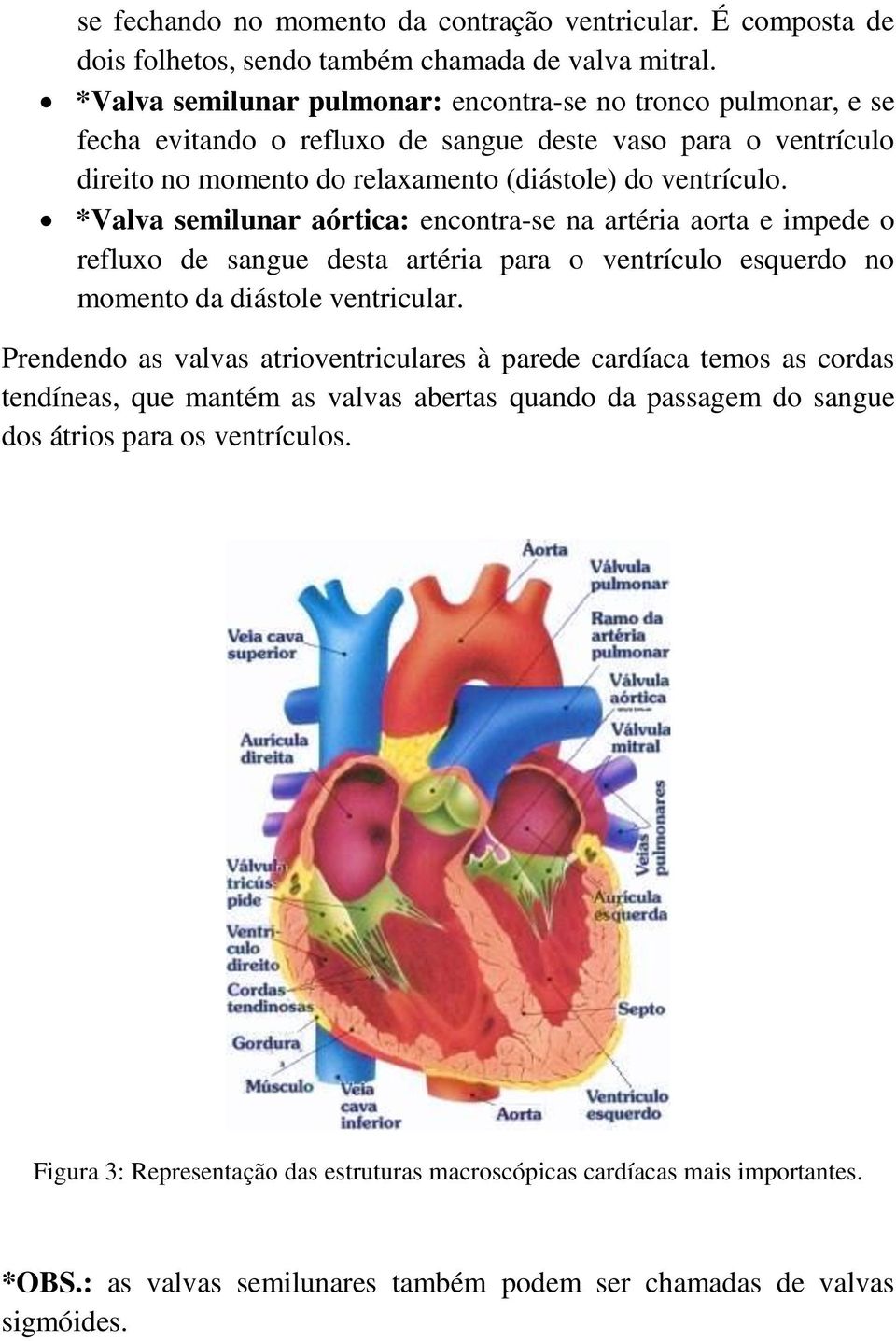 *Valva semilunar aórtica: encontra-se na artéria aorta e impede o refluxo de sangue desta artéria para o ventrículo esquerdo no momento da diástole ventricular.