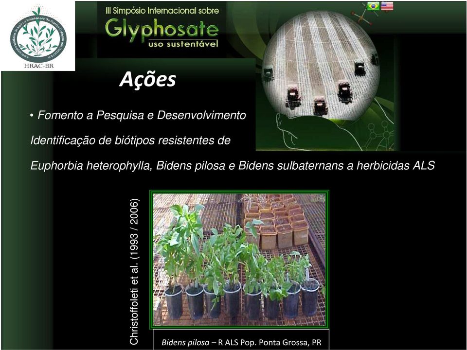 pilosa e Bidens sulbaternans a herbicidas Christoffoleti