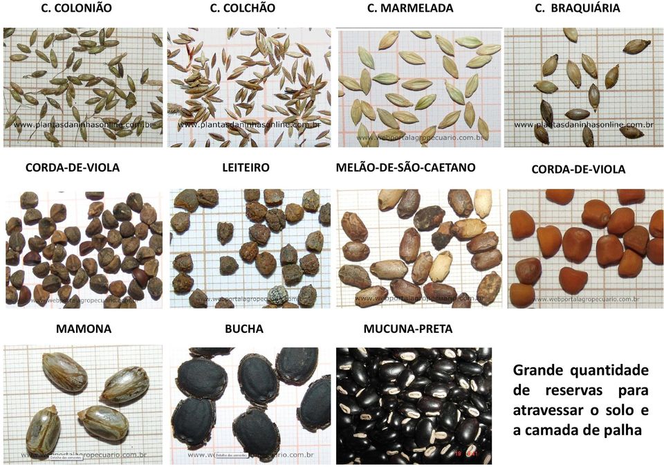 MUCUNA-PRETA C.