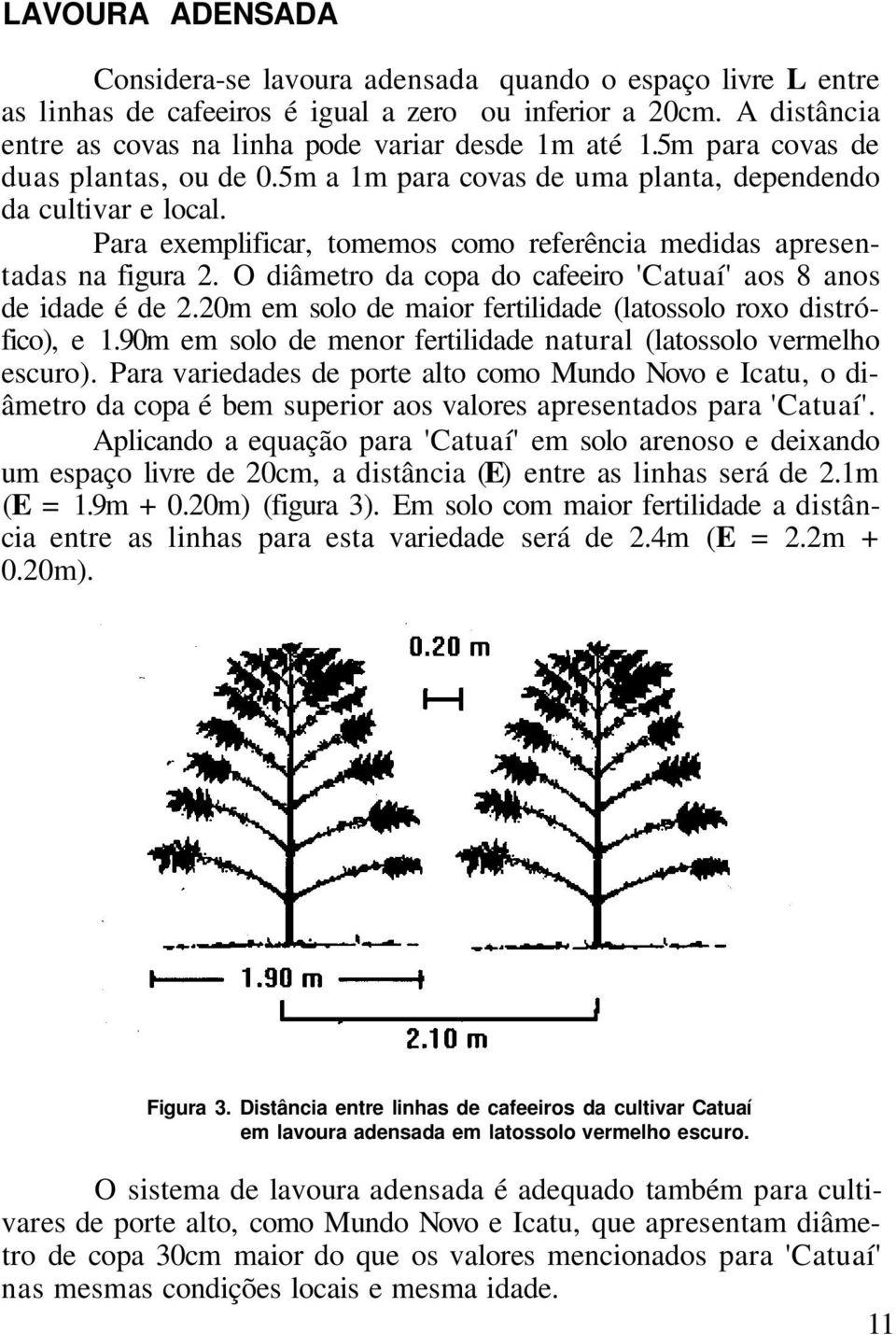 O diâmetro da copa do cafeeiro 'Catuaí' aos 8 anos de idade é de 2.20m em solo de maior fertilidade (latossolo roxo distrófico), e 1.