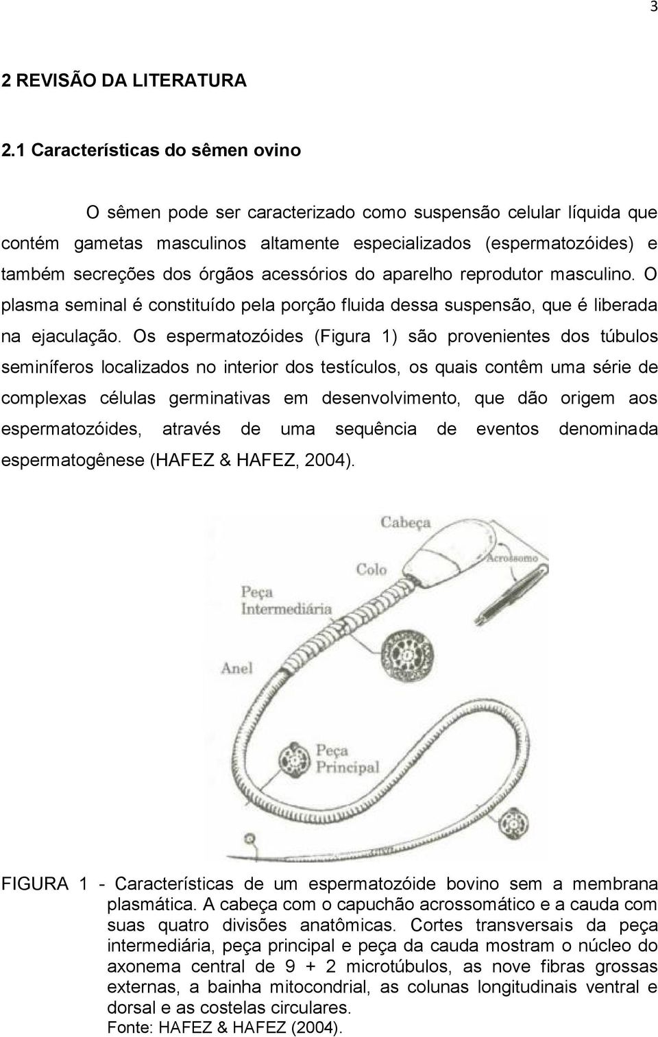 acessórios do aparelho reprodutor masculino. O plasma seminal é constituído pela porção fluida dessa suspensão, que é liberada na ejaculação.