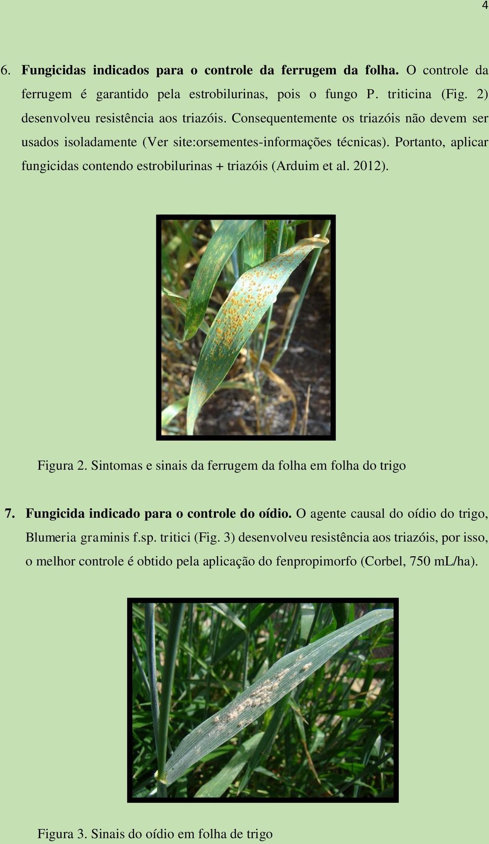 Portanto, aplicar fungicidas contendo estrobilurinas + triazóis (Arduim et al. 2012). Figura 2. Sintomas e sinais da ferrugem da folha em folha do trigo 7.