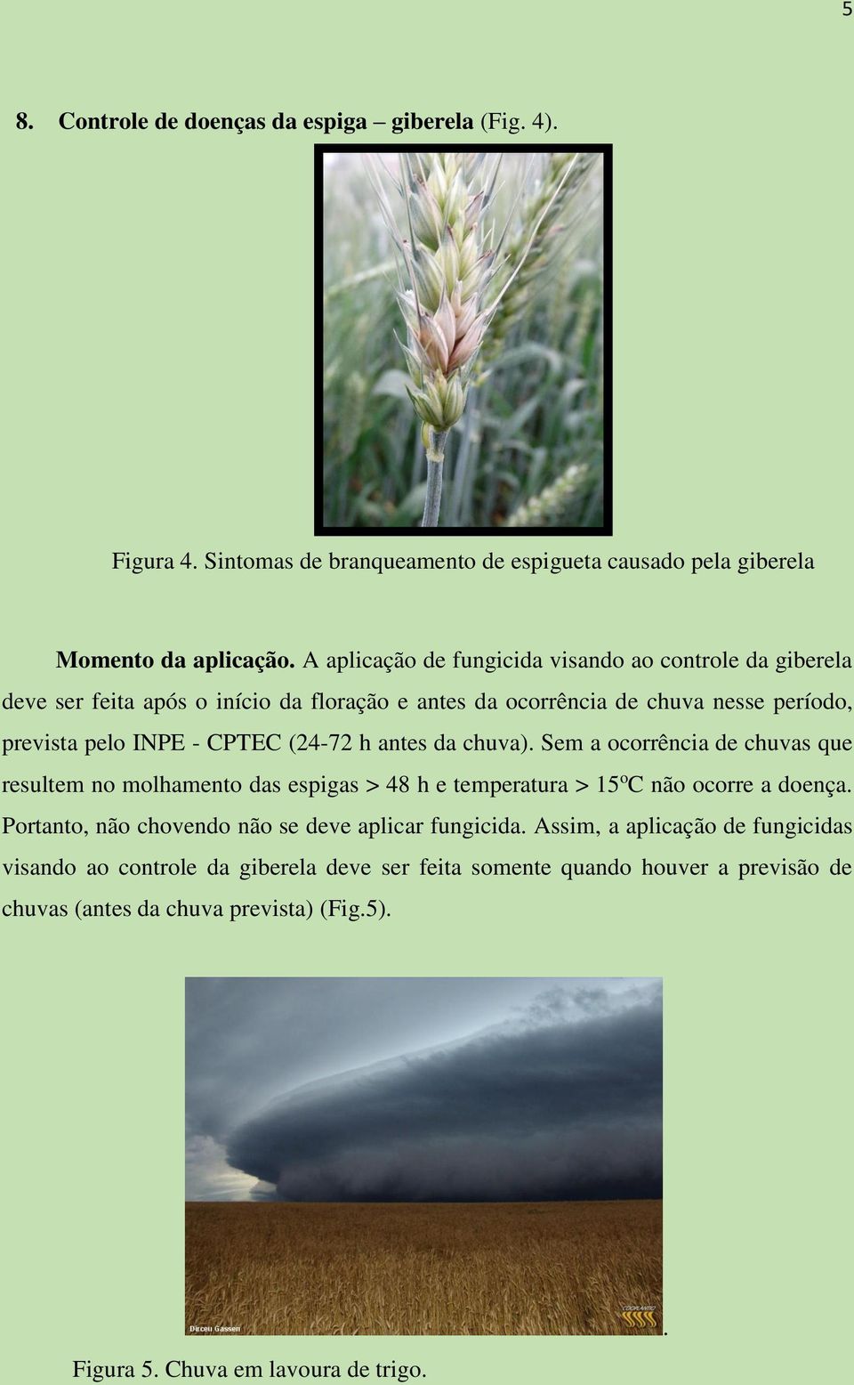 h antes da chuva). Sem a ocorrência de chuvas que resultem no molhamento das espigas > 48 h e temperatura > 15 o C não ocorre a doença.