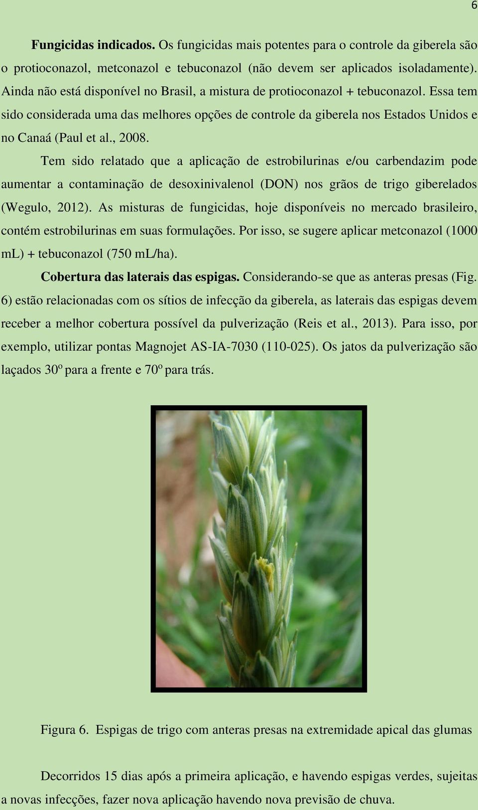 , 2008. Tem sido relatado que a aplicação de estrobilurinas e/ou carbendazim pode aumentar a contaminação de desoxinivalenol (DON) nos grãos de trigo giberelados (Wegulo, 2012).