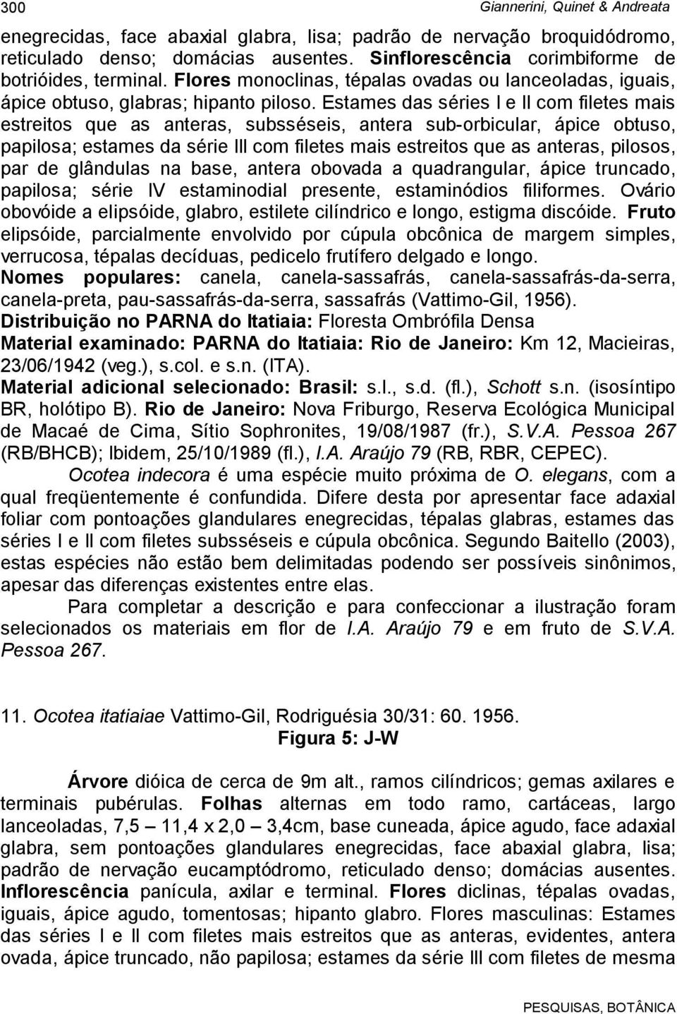 Estames das séries I e II com filetes mais estreitos que as anteras, subsséseis, antera sub-orbicular, ápice obtuso, papilosa; estames da série III com filetes mais estreitos que as anteras, pilosos,