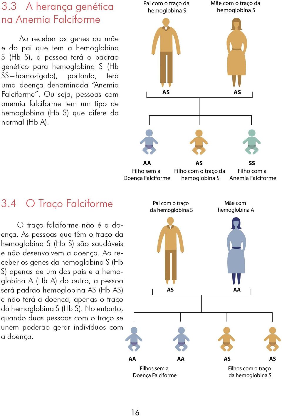 Pai com o traço da hemoglobina S AS Mãe com o traço da hemoglobina S AS AA AS SS Filho com o traço da hemoglobina S Filho sem a Doença Falciforme Filho com a Anemia Falciforme 3.