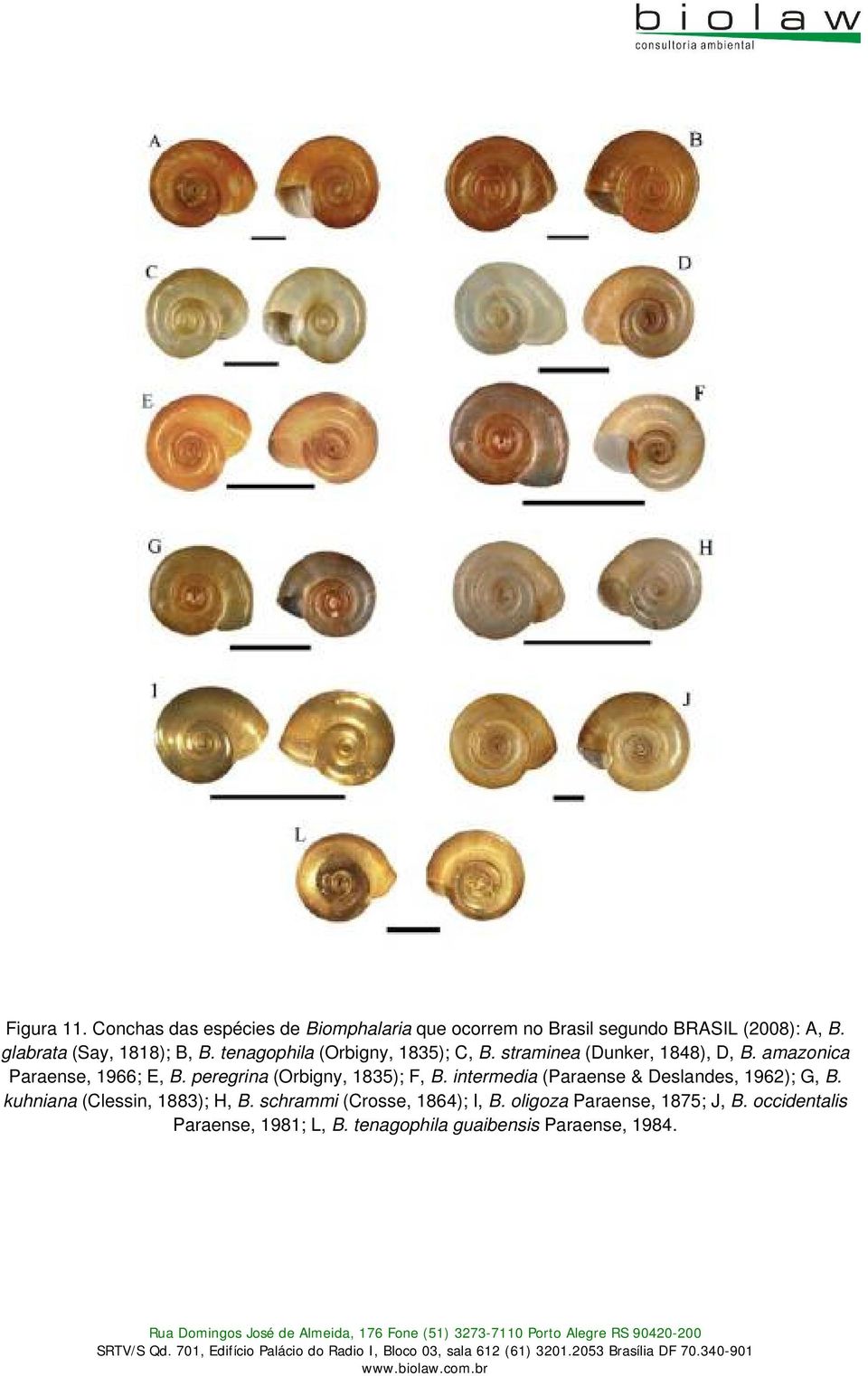 amazonica Paraense, 1966; E, B. peregrina (Orbigny, 1835); F, B. intermedia (Paraense & Deslandes, 1962); G, B.