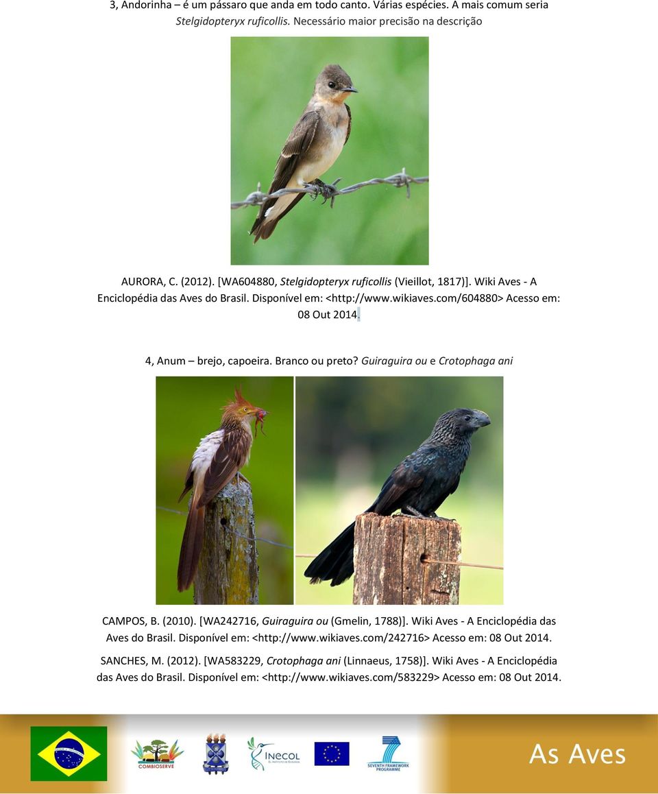 Branco ou preto? Guiraguira ou e Crotophaga ani CAMPOS, B. (2010). [WA242716, Guiraguira ou (Gmelin, 1788)]. Wiki Aves - A Enciclopédia das Aves do Brasil. Disponível em: <http://www.