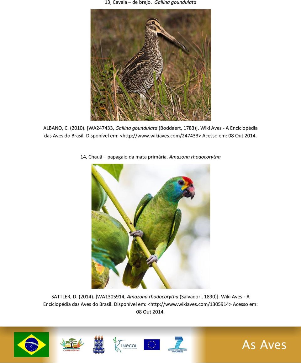 com/247433> Acesso em: 14, Chauã papagaio da mata primária. Amazona rhodocorytha SATTLER, D. (2014).