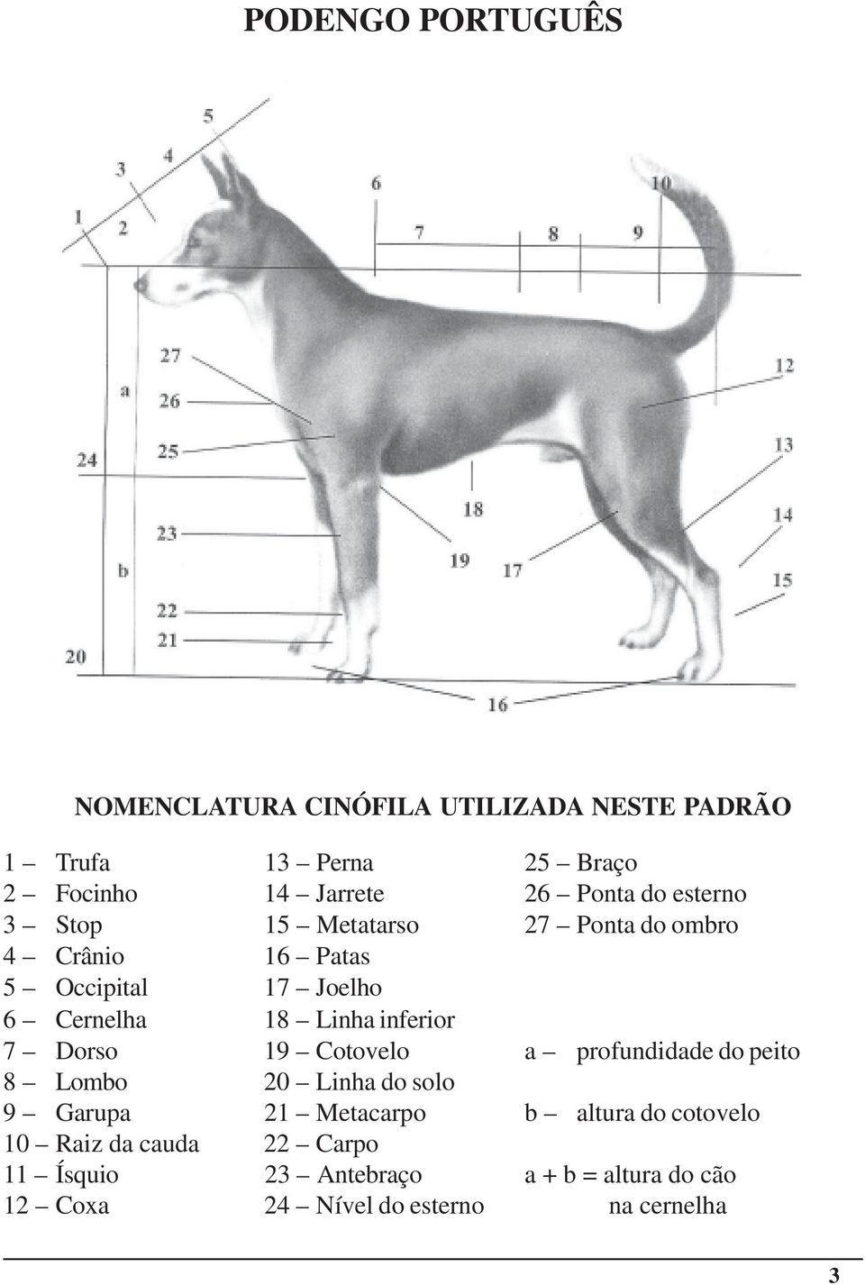 inferior 7 Dorso 19 Cotovelo a profundidade do peito 8 Lombo 20 Linha do solo 9 Garupa 21 Metacarpo b altura do