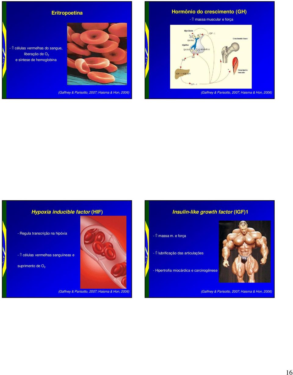 growth factor (IGF)1 - Regula transcrição na hipóxia - massa m.