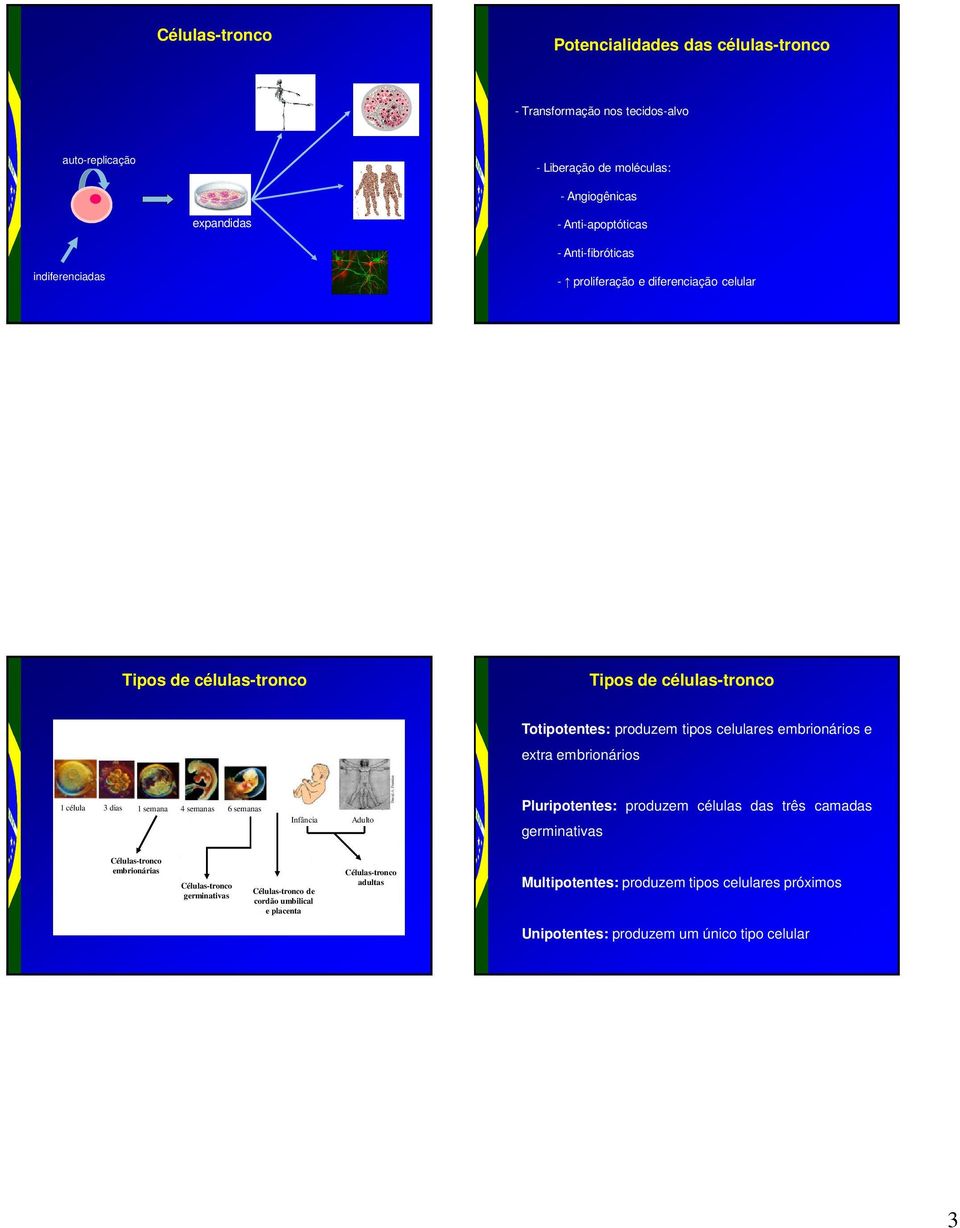 extra embrionários 1 célula 3 dias 1 semana 4 semanas 6 semanas Infância Adulto Pluripotentes: produzem células das três camadas germinativas Células-tronco embrionárias