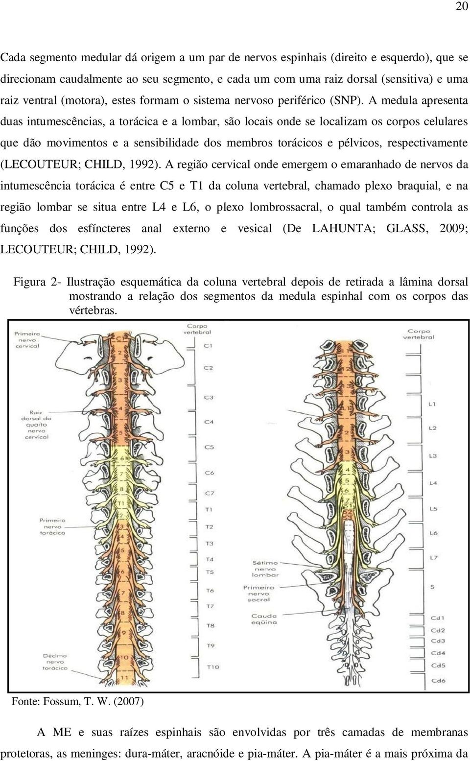 A medula apresenta duas intumescências, a torácica e a lombar, são locais onde se localizam os corpos celulares que dão movimentos e a sensibilidade dos membros torácicos e pélvicos, respectivamente