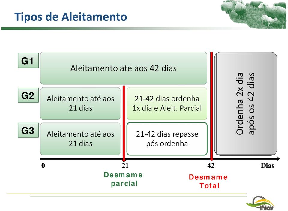 G3 0 21 42 Dias