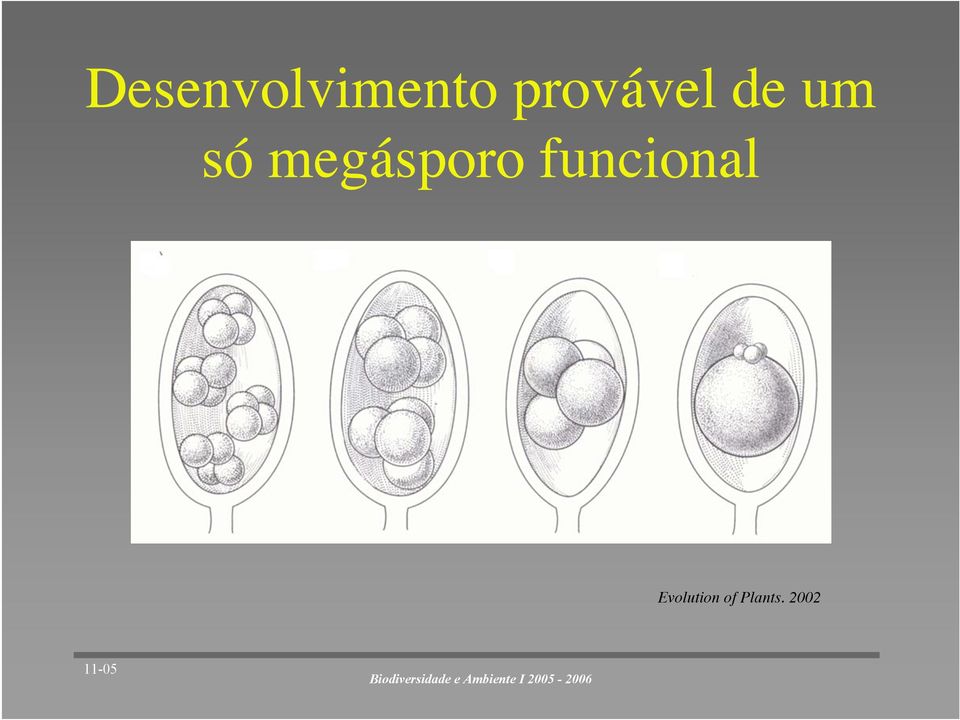 megásporo funcional