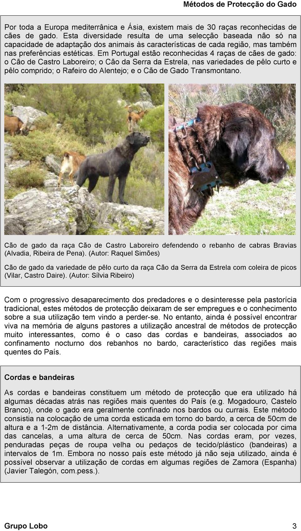 Em Portugal estão reconhecidas 4 raças de cães de gado: o Cão de Castro Laboreiro; o Cão da Serra da Estrela, nas variedades de pêlo curto e pêlo comprido; o Rafeiro do Alentejo; e o Cão de Gado