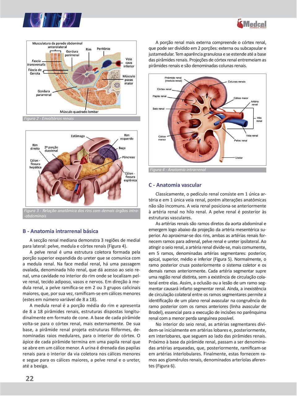 Figura 2 - Envoltórios renais Figura 4 - Anatomia intrarrenal C - Anatomia vascular Figura 3 - Relação anatômica dos rins com demais órgãos intra-abdominais B - Anatomia intrarrenal básica A secção