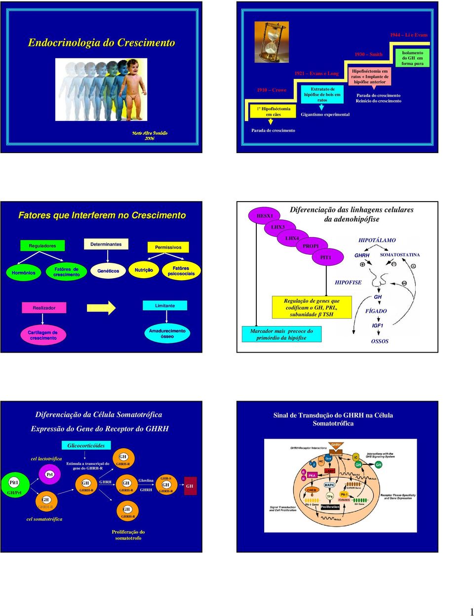 LHX3 Diferenciação das linhagens celulares da adenohipófise Reguladores Determinantes Permissivos LHX4 PROP1 PIT1 HIPOTÁLAMO RH SOMATOSTATINA Hormônios Fatôres de crescimento Genéticos Nutrição