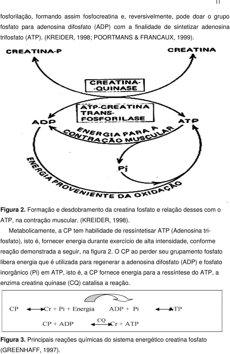 Metabolicamente, a CP tem habilidade de ressíntetisar ATP (Adenosina trifosfato), isto é, fornecer energia durante exercício de alta intensidade, conforme reação demonstrada a seguir, na figura 2.