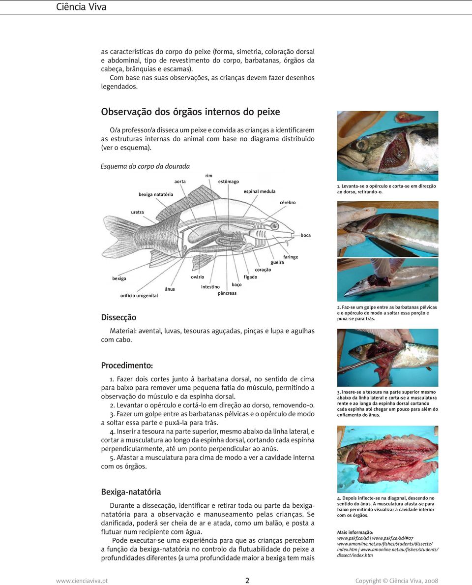 Observação dos órgãos internos do peixe O/a professor/a disseca um peixe e convida as crianças a identificarem as estruturas internas do animal com base no diagrama distribuído (ver o esquema).