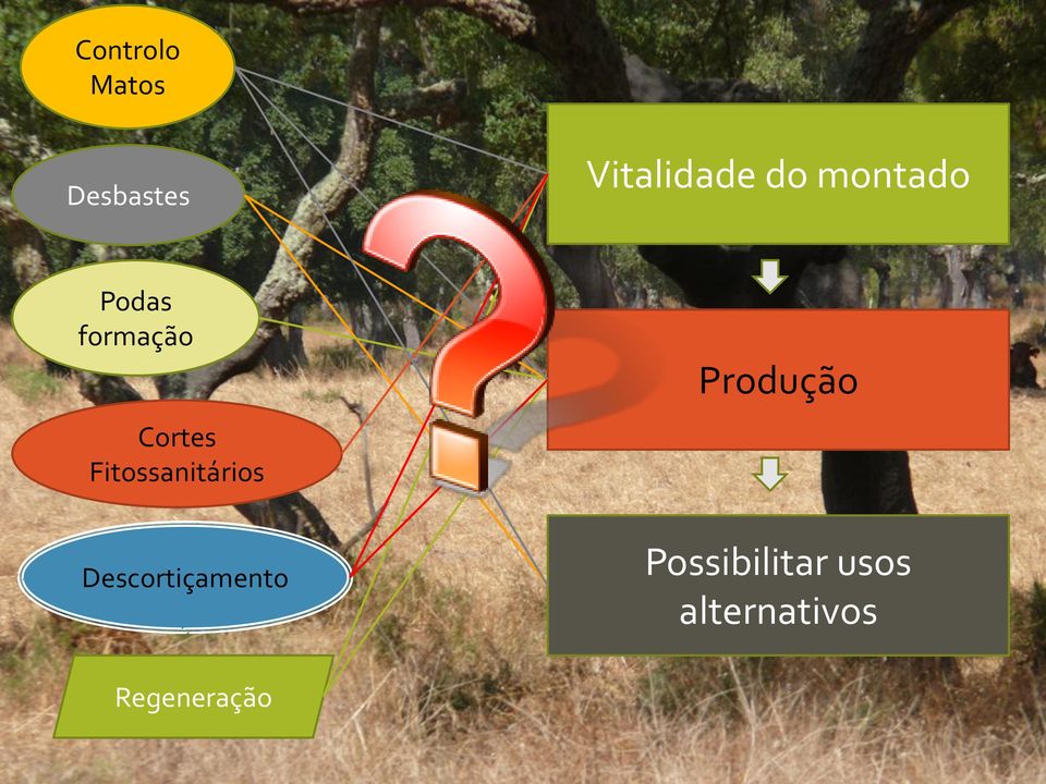 Fitossanitários Descortiçamento