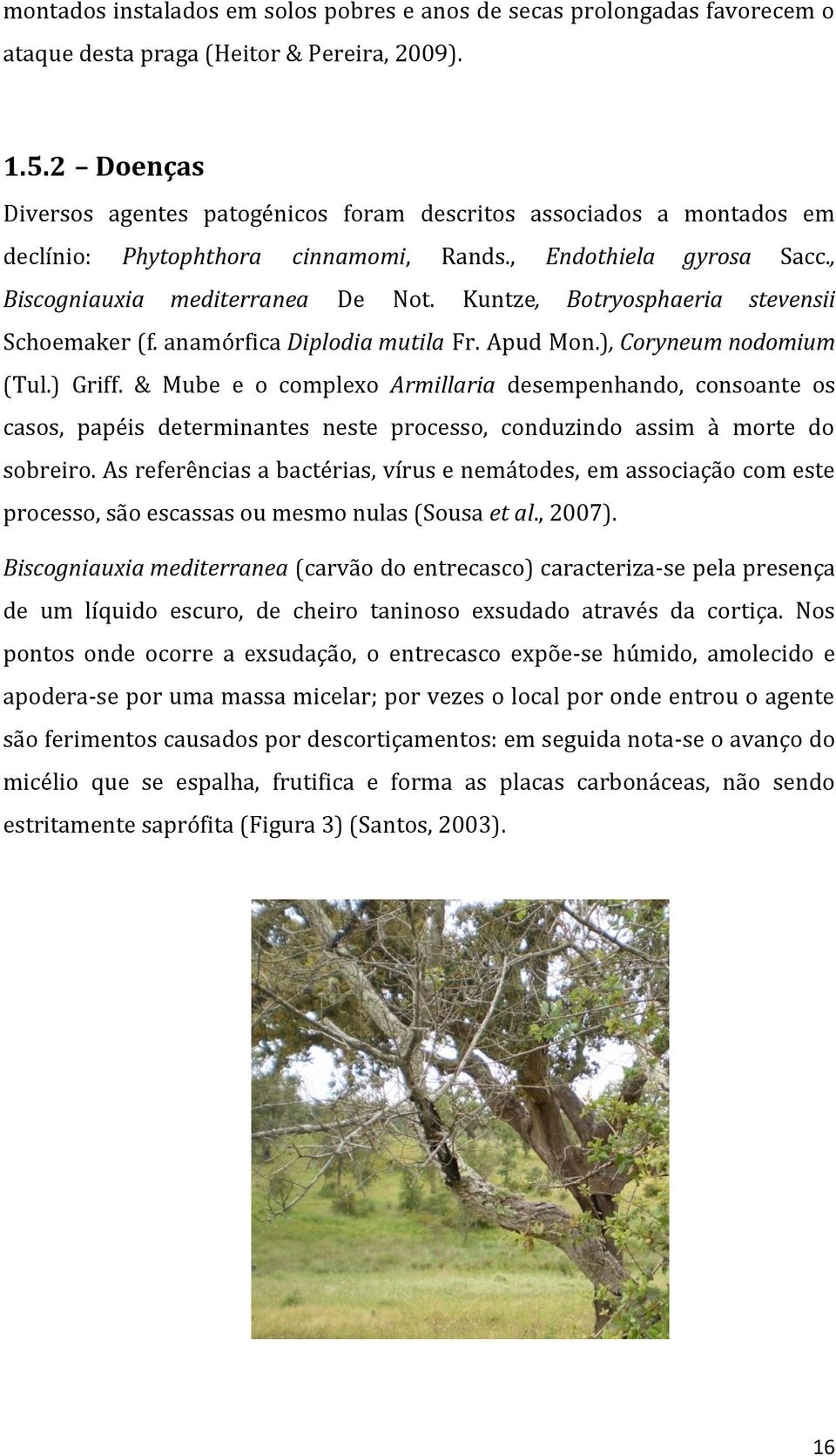 Kuntze, Botryosphaeria stevensii Schoemaker (f. anamórfica Diplodia mutila Fr. Apud Mon.), Coryneum nodomium (Tul.) Griff.