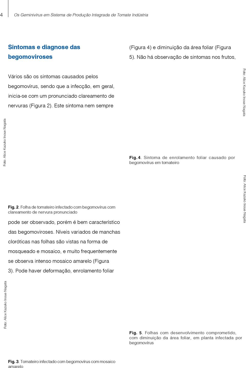 Este sintoma nem sempre Fig. 4. Sintoma de enrolamento foliar causado por begomovírus em tomateiro Fig. 2.