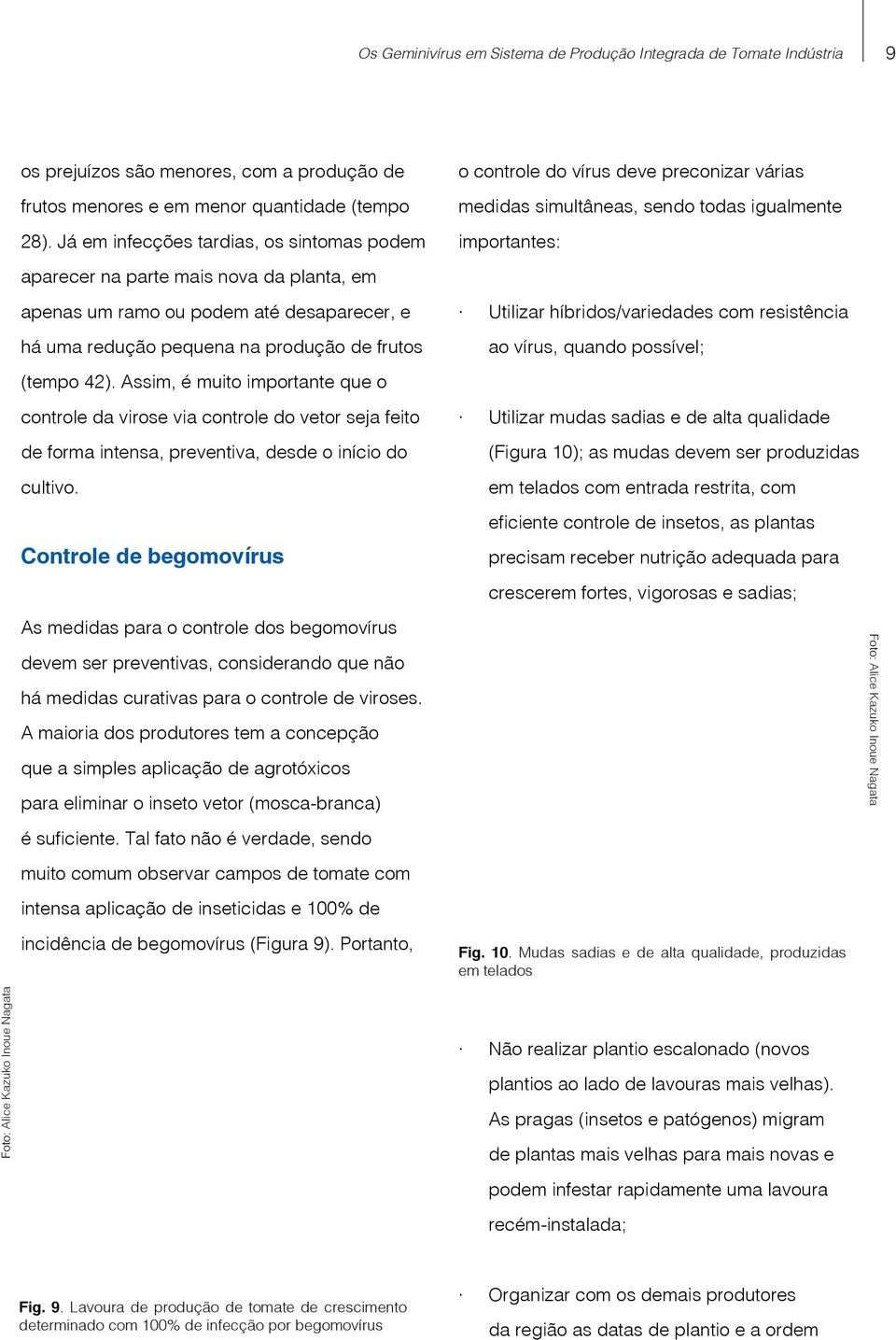 Assim, é muito importante que o controle da virose via controle do vetor seja feito de forma intensa, preventiva, desde o início do cultivo.