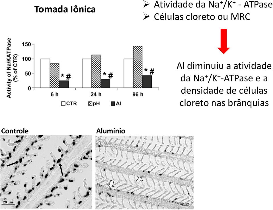 a atividade da Na + /K + -ATPasee a