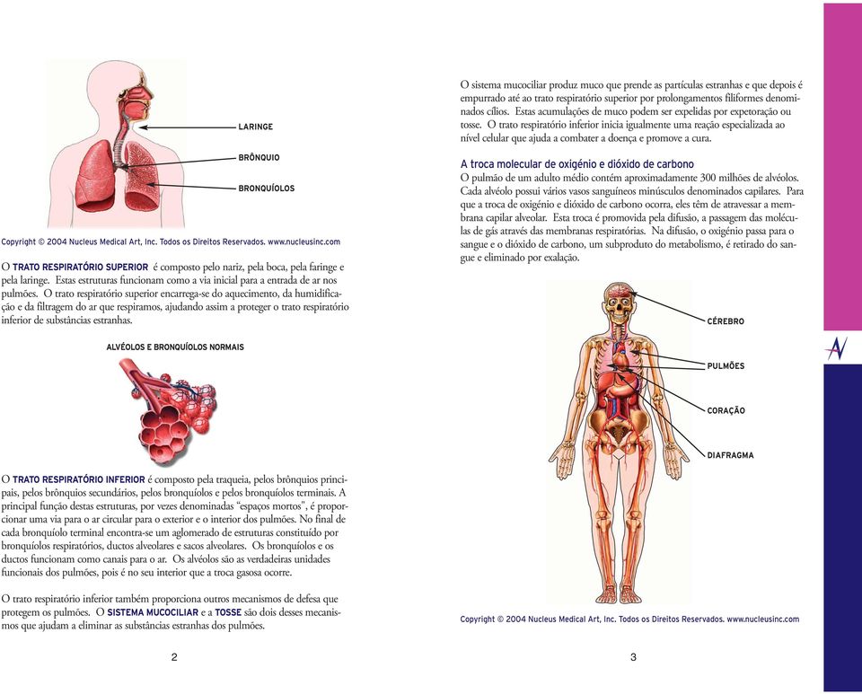 O trato respiratório superior encarrega-se do aquecimento, da humidificação e da filtragem do ar que respiramos, ajudando assim a proteger o trato respiratório inferior de substâncias estranhas.