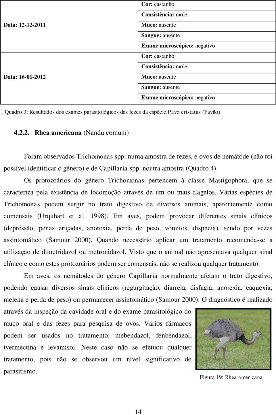 Os protozoários do género Trichomonas pertencem à classe Mastigophora, que se caracteriza pela existência de locomoção através de um ou mais flagelos.