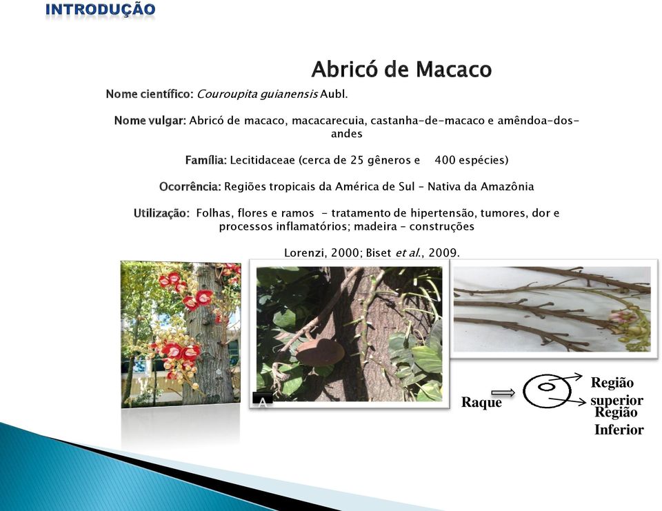 Lecitidaceae (cerca de 25 gêneros e 400 espécies) Ocorrência: Regiões tropicais da América de Sul Nativa da Amazônia