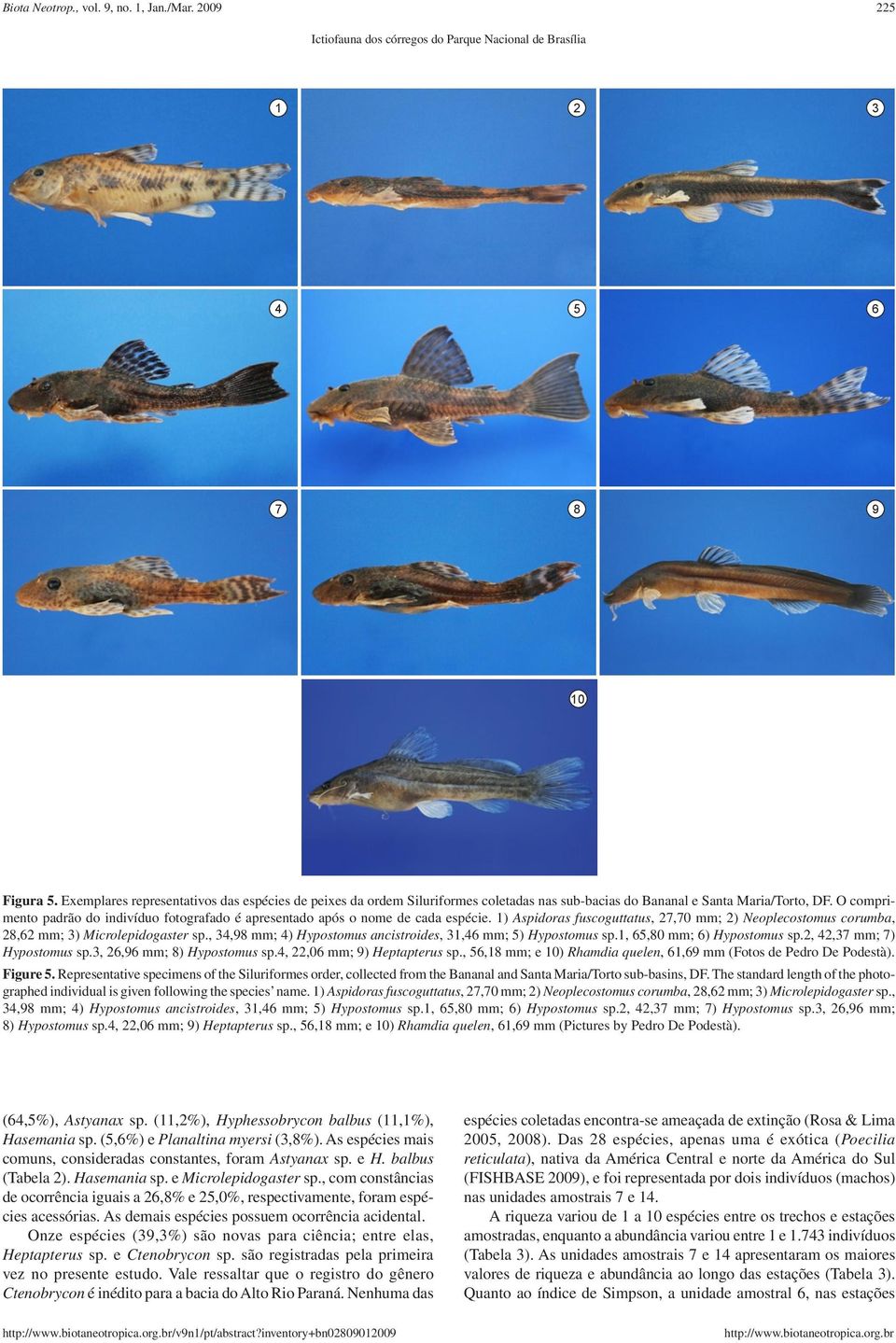 O comprimento padrão do indivíduo fotografado é apresentado após o nome de cada espécie. 1) Aspidoras fuscoguttatus, 27,70 mm; 2) Neoplecostomus corumba, 28,62 mm; 3) Microlepidogaster sp.