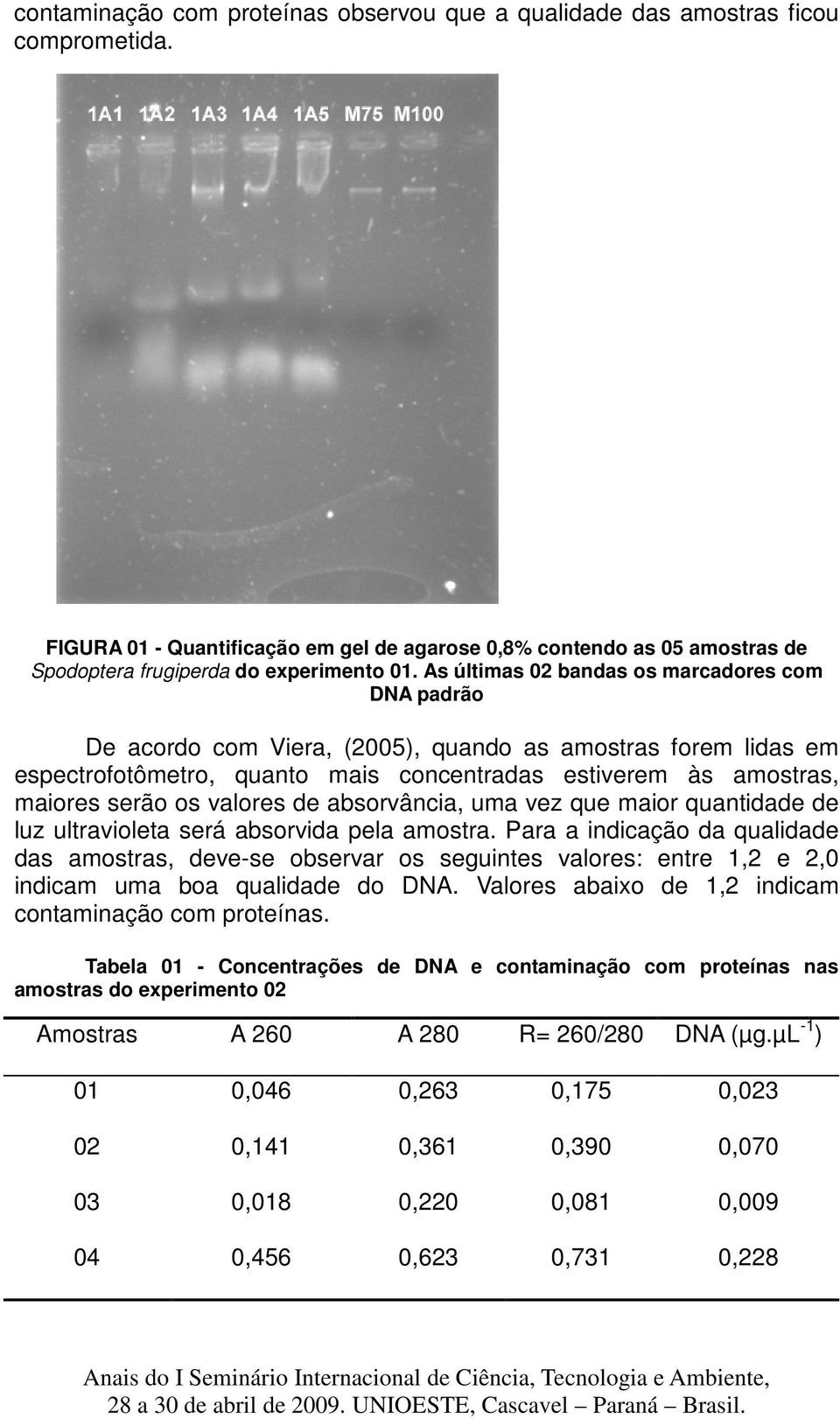 As últimas 02 bandas os marcadores com DNA padrão De acordo com Viera, (2005), quando as amostras forem lidas em espectrofotômetro, quanto mais concentradas estiverem às amostras, maiores serão os