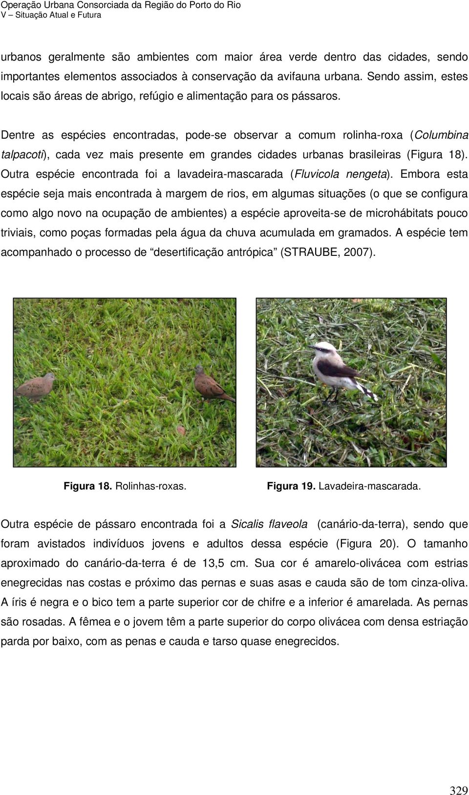 Dentre as espécies encontradas, pode-se observar a comum rolinha-roxa (Columbina talpacoti), cada vez mais presente em grandes cidades urbanas brasileiras (Figura 18).