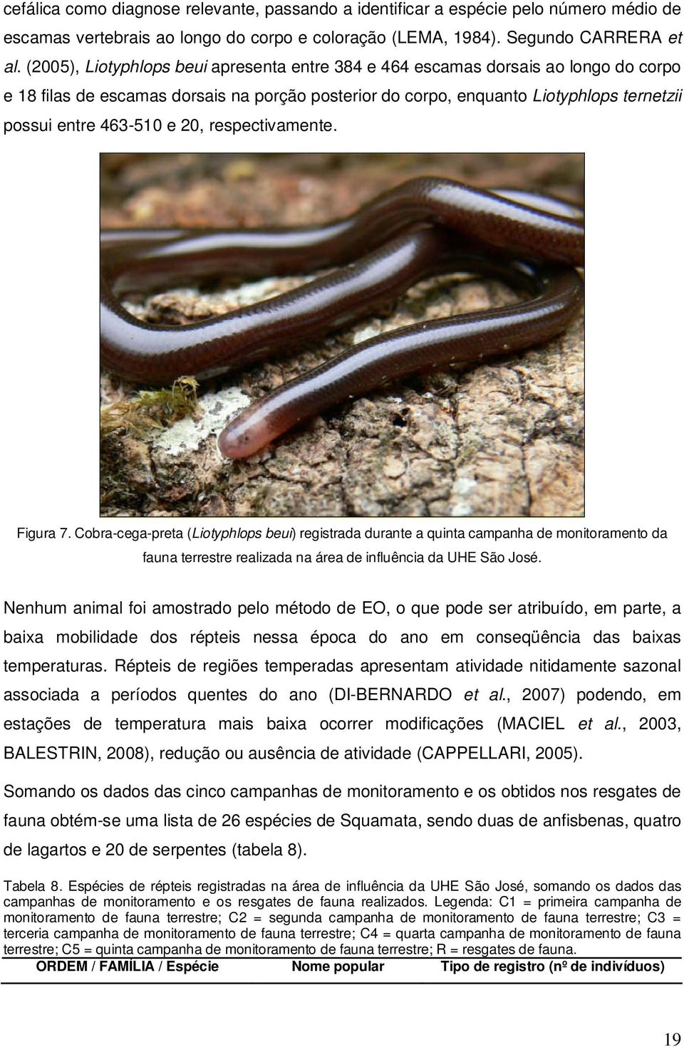 20, respectivamente. Figura 7. Cobra-cega-preta (Liotyphlops beui) registrada durante a quinta campanha de monitoramento da fauna terrestre realizada na área de influência da UHE São José.