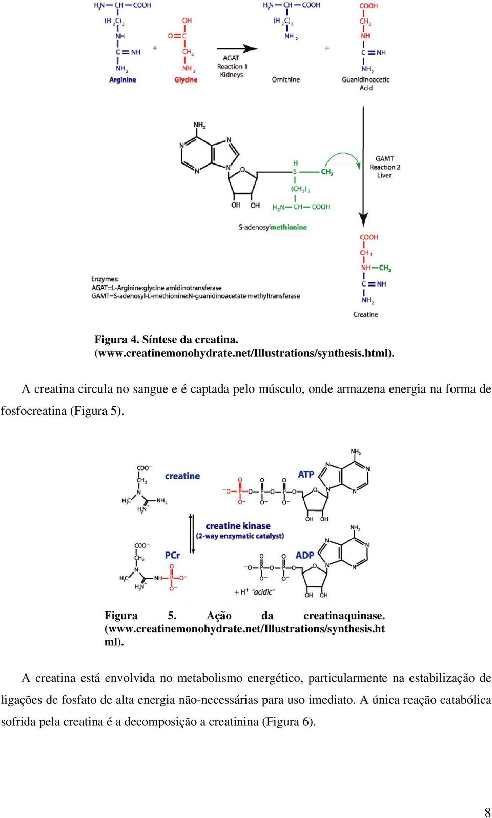 Ação da creatinaquinase. (www.creatinemonohydrate.net/illustrations/synthesis.ht ml).