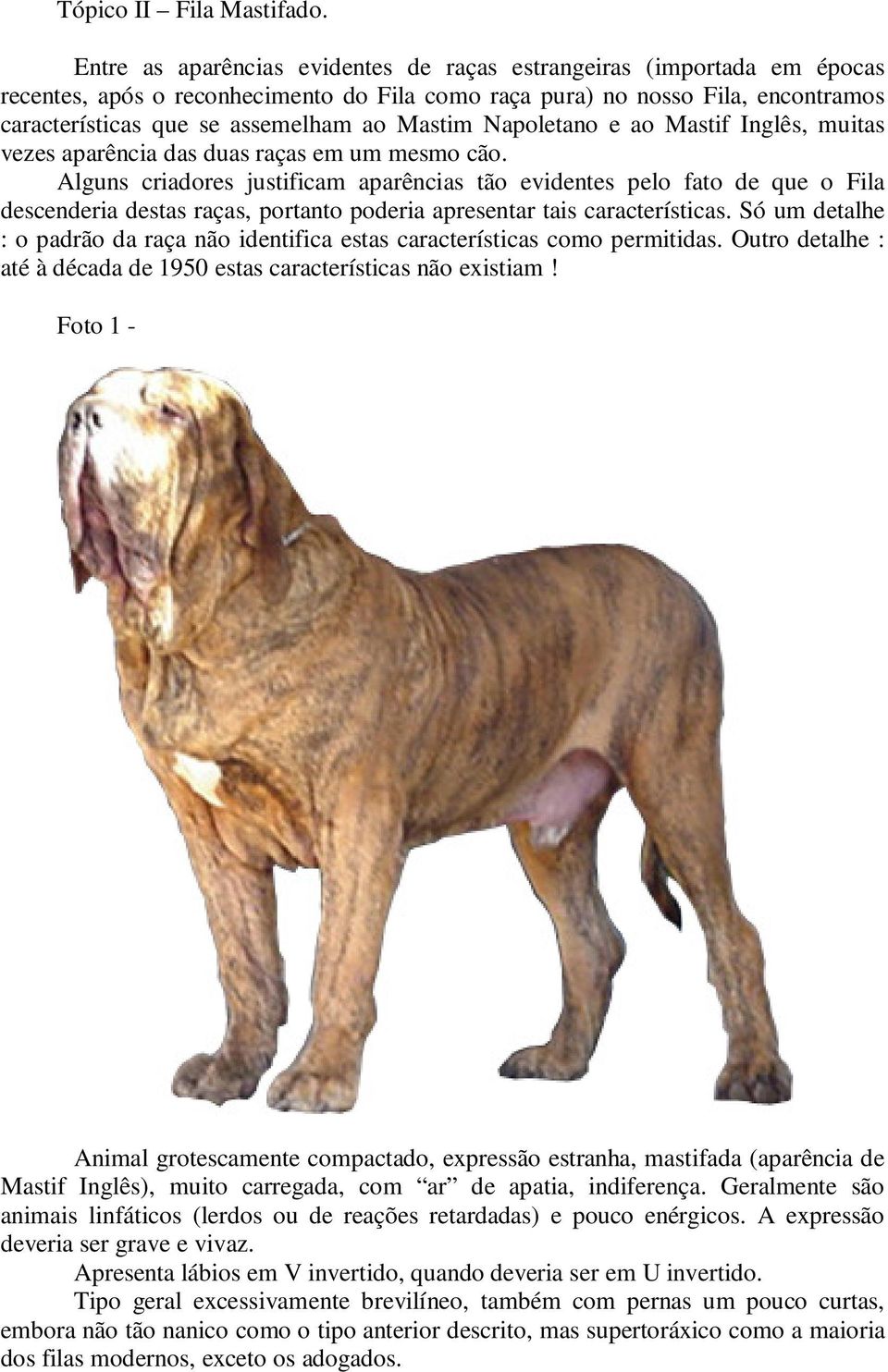 Napoletano e ao Mastif Inglês, muitas vezes aparência das duas raças em um mesmo cão.