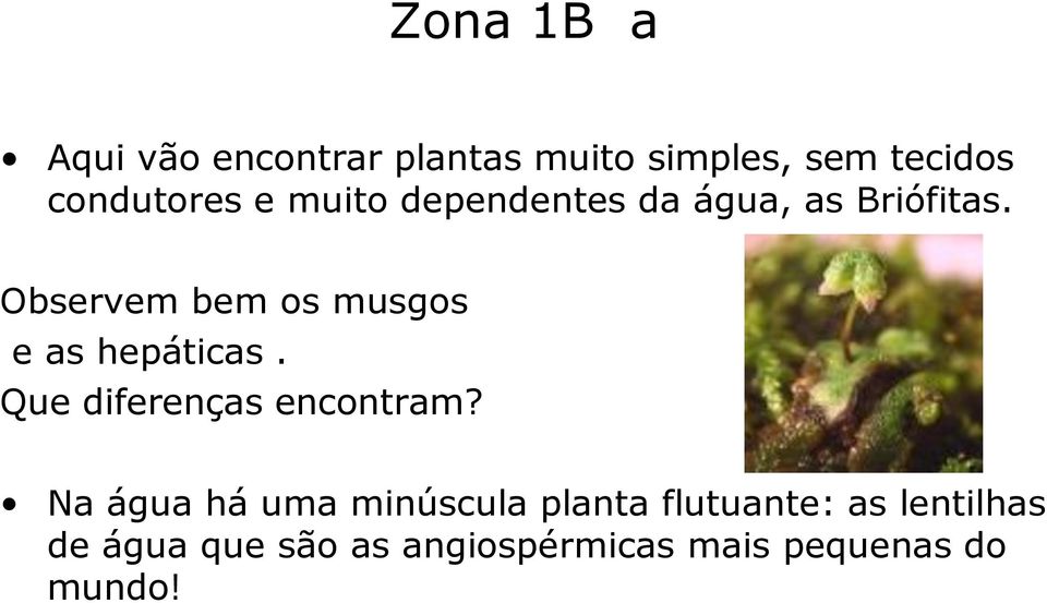 Observem bem os musgos e as hepáticas. Que diferenças encontram?