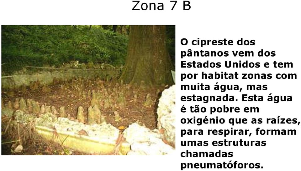 Esta água é tão pobre em oxigénio que as raízes, para